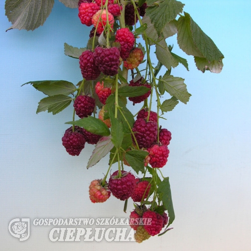 Rubus idaeus Polka - malina - Rubus idaeus Polka