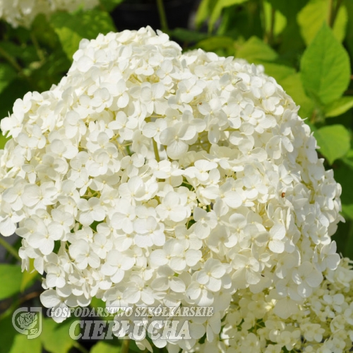 Hydrangea arborescens 'Annabelle' - hortensja drzewiasta ;hortensja krzewiasta ; hortensja krzaczasta - Hydrangea arborescens 'Annabelle'