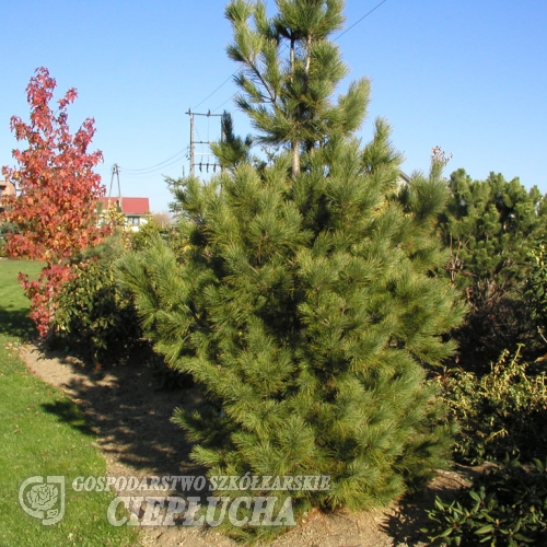 Pinus cembra- Swiss stone pine - Pinus cembra