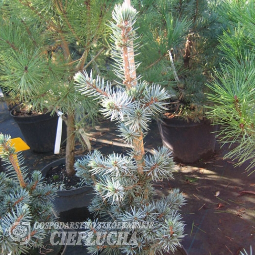 Picea pungens 'Mecky' - Stech-Fichte ; Blaufichte - Picea pungens 'Mecky'