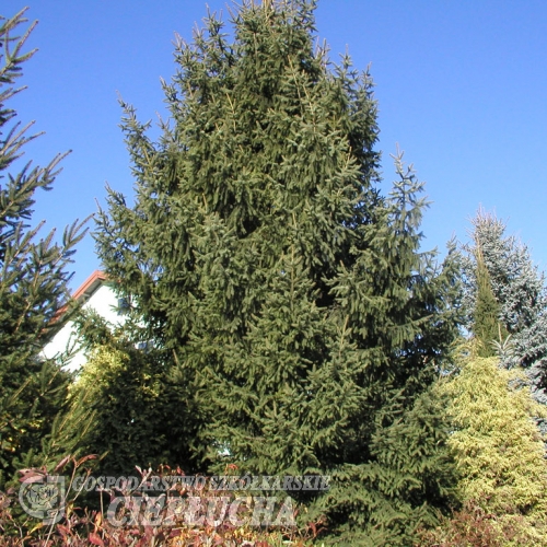 Picea abies 'Aurea Magnifica' - Norway spruce - Picea abies 'Aurea Magnifica'