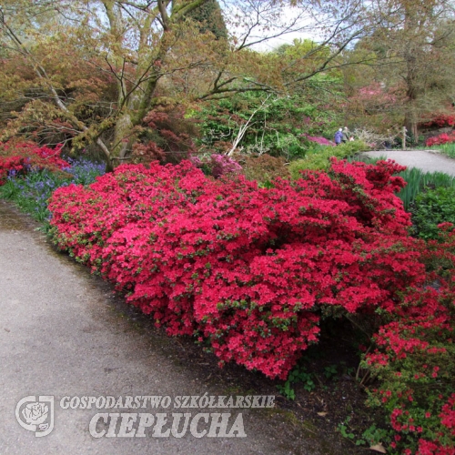 Hino-crimson - Japanese Azalea - Hino-crimson - Rhododendron