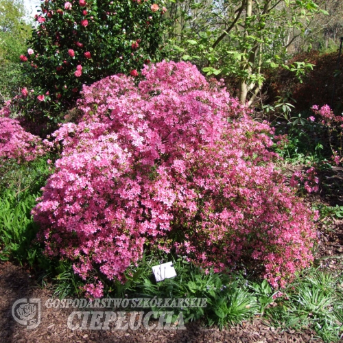 Hinomayo - Japanese Azalea - Hinomayo - Rhododendron  (obtusum group)