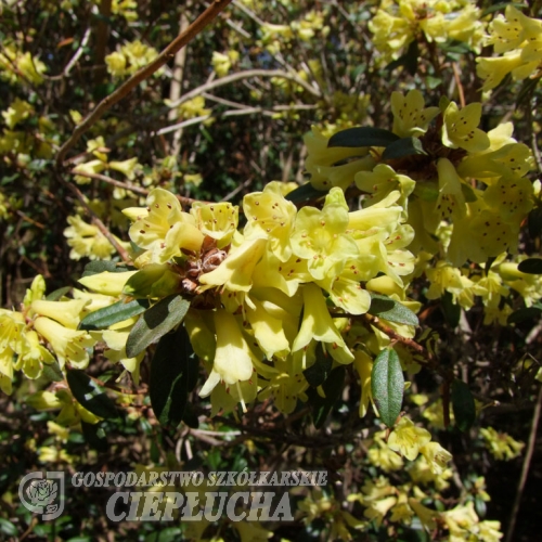 Yellow Hammer - Japanese Azalea - Yellow Hammer - Rhododendron