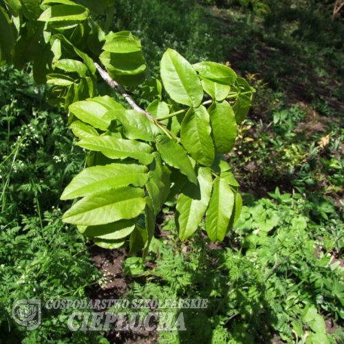 Pterocarya fraxinifolia - Caucasian wingnut - Pterocarya fraxinifolia