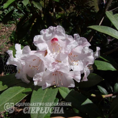 Rhododendron bureavii Robin - Rhododendron bureavii Robin