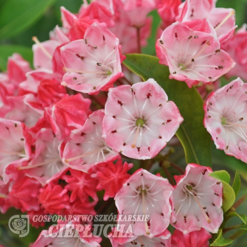 Mountain Laurel  'Ostbo Red' - Kalmia latifolia 'Ostbo Red'