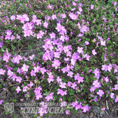 alpinum - Kyushu Azalea; Japanese Azalea - alpinum - Rhododendron; Azalea japonica; Azalea japonica Kiusianum