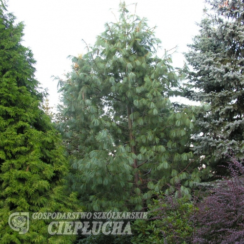 Pinus wallichiana -  Himalayan Blue Pine - Pinus wallichiana ;  Pinus griffithii