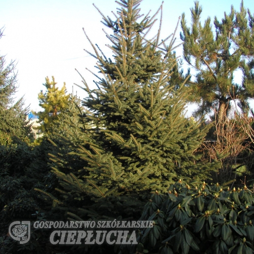 Picea gemmata - Ель почковатая ; eль тапаоханская - Picea gemmata