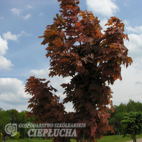 Acer platanoides 'Holata' - Norway maple - Acer platanoides 'Holata'