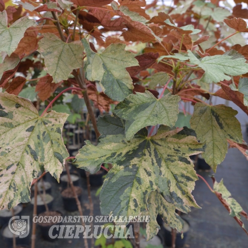 Acer pseudoplatanus 'Esk Sunset' - Sycamore Maple - Acer pseudoplatanus 'Esk Sunset'