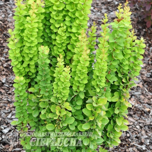 Berberis thunbergii 'Erecta' -Japanese Barberry - Berberis thunbergii 'Erecta'