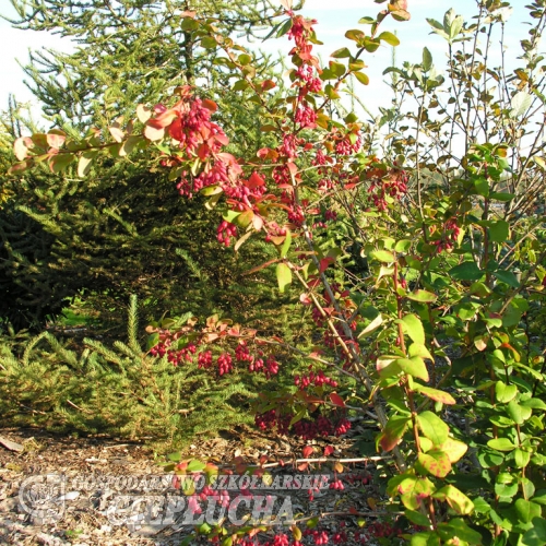 Berberis koreana 'Red Tears' -berberys koreański - Berberis koreana 'Red Tears'