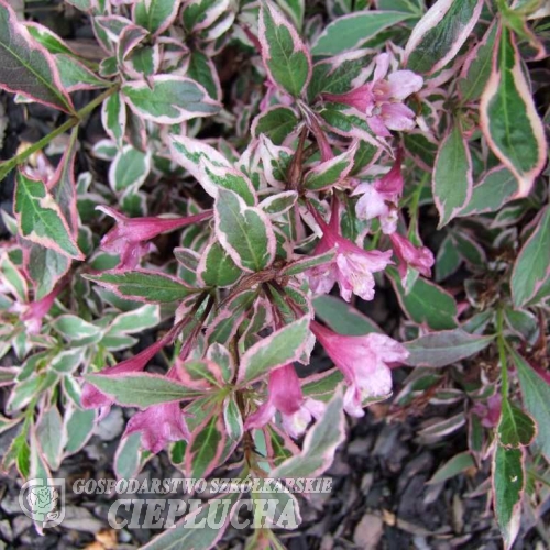 Weigela florida 'Monet' PBR- krzewuszka cudowna - Weigela florida 'Monet'