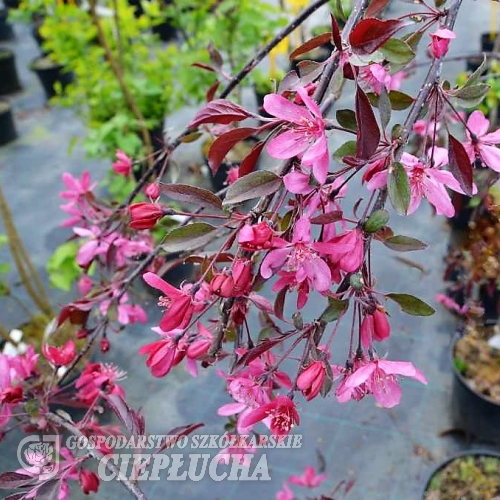 Malus 'Royal Beauty' - Crabapple ; ornamental apple - Malus 'Royal Beauty'