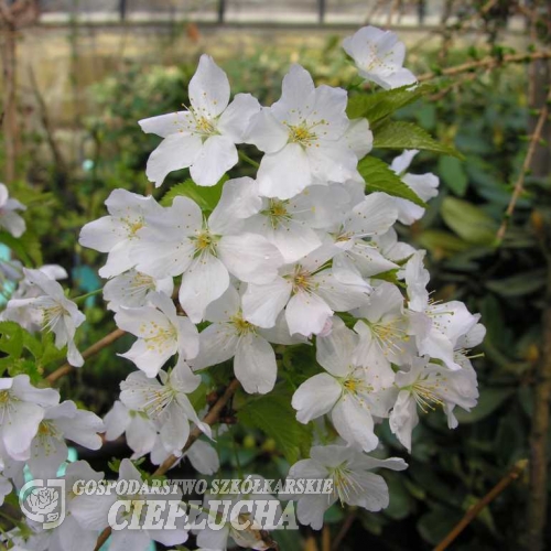 Prunus nipponica  'Brillant' - Japanese alpine cherry - Prunus nipponica  'Brillant' ; Prunus kurilensis ;  Prunus nipponica var kurilensis