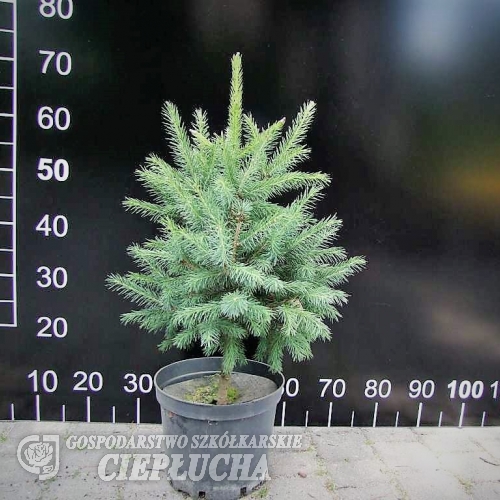 Picea schrenkiana - Schrenks Fichte - Picea schrenkiana