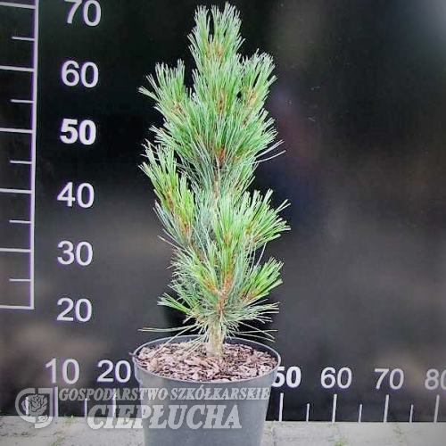 Pinus cembra 'Compacta Glauca' - sosna limba - Pinus cembra 'Compacta Glauca'