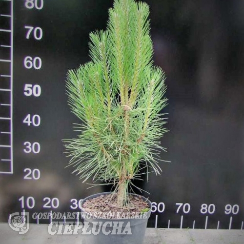 Pinus nigra 'Pyramidalis' - Austrian Pine - Pinus nigra 'Pyramidalis'