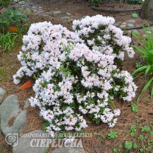 Gigi - Japanese azalea - Gigi - Rhododendron ; azalea