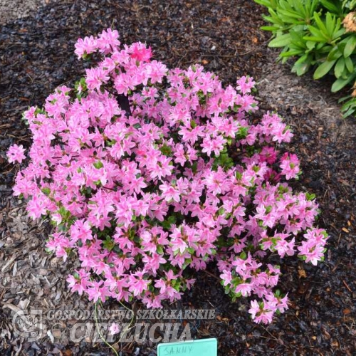 Janny - Japanese azalea - Janny - Rhododendron