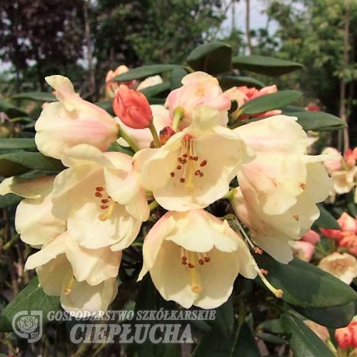 Flava - różanecznik jakuszimański - Flava - Rhododendron yakushimanum