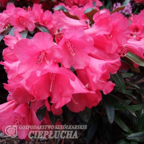 Parsifal- Rhododendron hybrid - Parsifal - Rhododendron hybridum