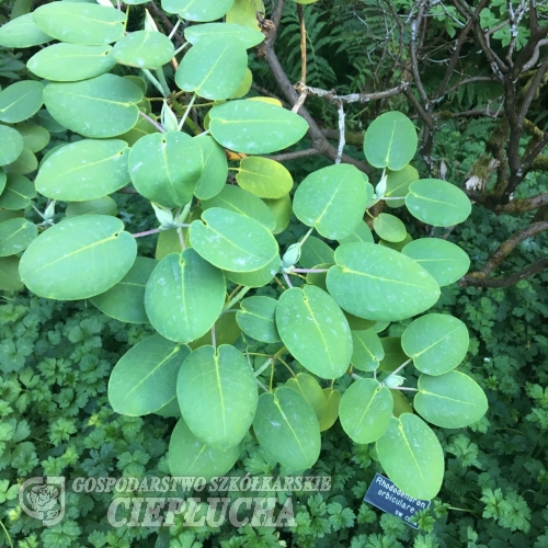 Rhododendron orbiculare x platypodum - Rhododendron orbiculare x platypodum