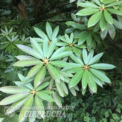 Rhododendron pachysanthum - Rhododendron pachysanthum