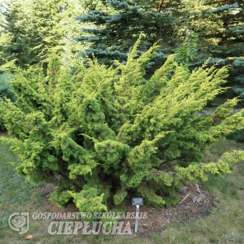 Можжевельник китайский 'Plumosa Aurea' - Juniperus chinensis Plumosa Aurea