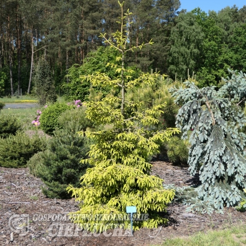 Picea orientalis 'Skylands' - Kaukasus-Fichte - Picea orientalis 'Skylands'