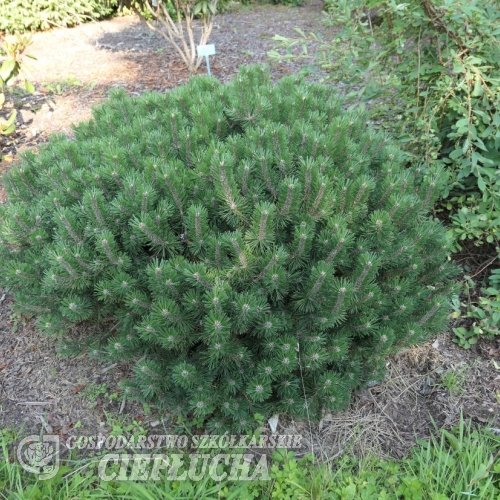 Pinus mugo 'Mini Mops' - mountain pine - Pinus mugo 'Mini Mops'