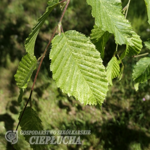 Carpinus betulus Foliis Argenteomarginata  - European Hornbeam ; Common Hornbeam - Carpinus betulus Foliis Argenteomarginata