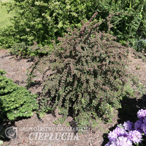 Cotoneaster nanshan- irga wczesna - Cotoneaster nanshan   ;  Cotoneaster praecox