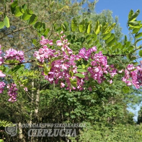 Robinia pseudoacacia Red Cascade - Black Locust; false acacia - Robinia pseudoacacia Red Cascade