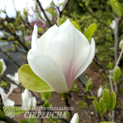 x soulangeana 'Alba Superba' - Tulpen-Magnolie - Magnolia x soulangeana 'Alba Superba'