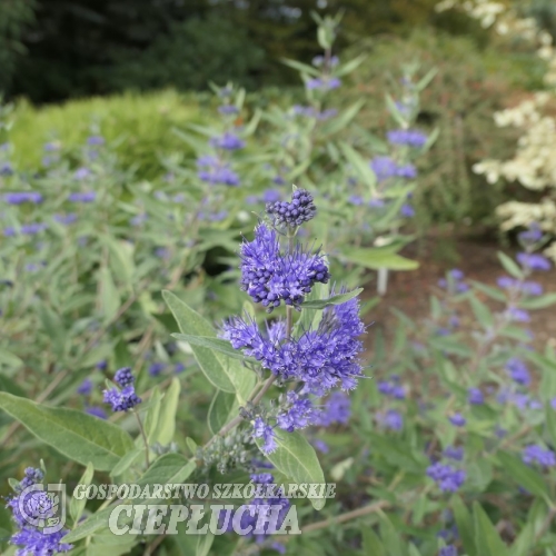 Caryopteris x clandonensis  'Heavenly Blue' - barbula klandońska - Caryopteris x clandonensis  'Heavenly Blue '