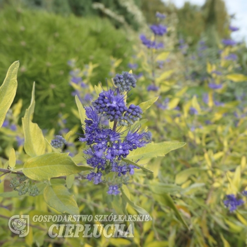 Caryopteris x clandonensis  'Worchester Gold' - barbula klandońska - Caryopteris x clandonensis  'Worchester Gold'