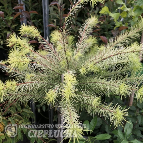 Larix kaempferi 'Magic Gold' - Japanese Larch - Larix kaempferi 'Magic Gold'