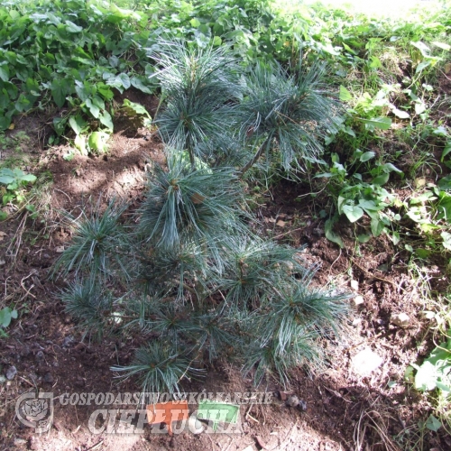 Pinus koraiensis 'Silveray' - Сосна корейская - Pinus koraiensis 'Silveray'
