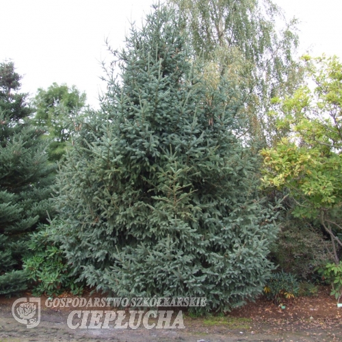 Picea asperata - świerk chiński	 ; świerk gruboigłowy - Picea asperata