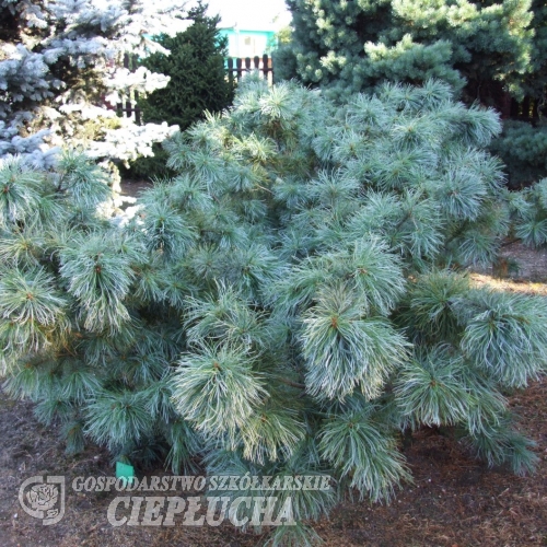 Pinus pumila 'Glauca' - Dwarf Siberian pine ; Japanese stone pine - Pinus pumila 'Glauca'