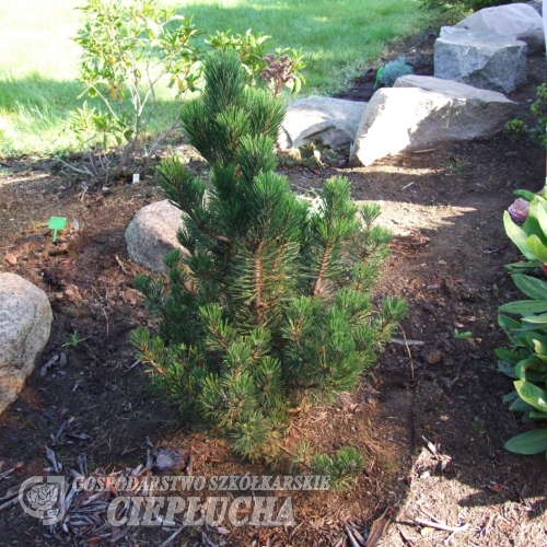 Pinus thunbergii 'Kotobuki' - sosna Thunberga - Pinus thunbergii 'Kotobuki'