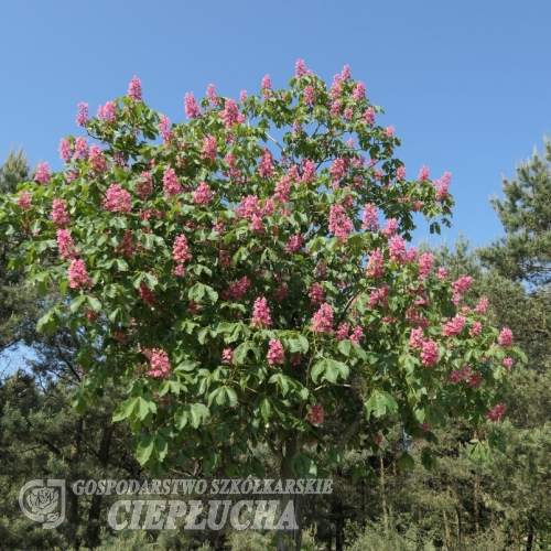 Aesculus  xcarnea 'Briotii' - Red horse-chestnut - Aesculus  xcarnea 'Briotii'  ; Aesculus hippocastanum  x Aesculus pavia ; Aesculus rubicunda