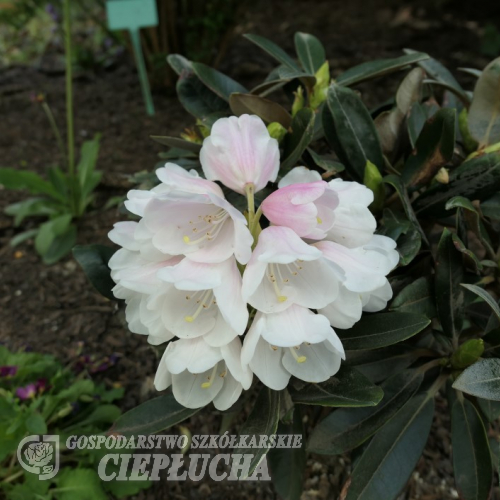 Golfer - Rhododendron yakushimanum - Golfer - Rhododendron yakushimanum