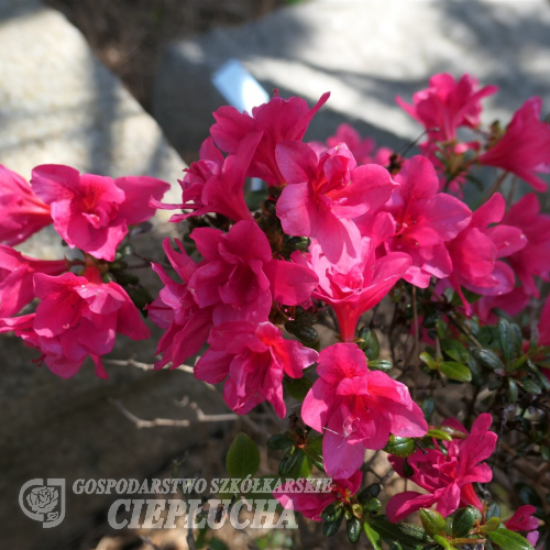 Gislinde - Japanese azalea - Gislinde - Rhododendron