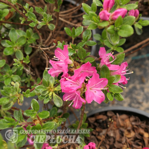 Maiogi - Japanese azalea - Maiogi - Rhododendron