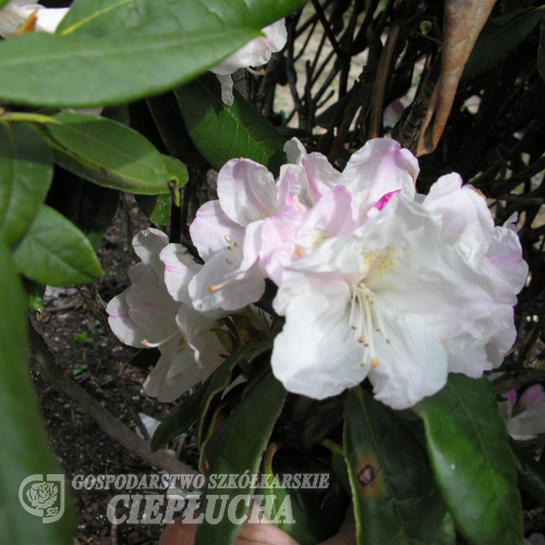 Rhododendron yakushimanum x adenopodum - Rhododendron yakushimanum x adenopodum