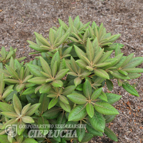 Rhododendron yakushimanum x campanulatum - Rhododendron yakushimanum x campanulatum